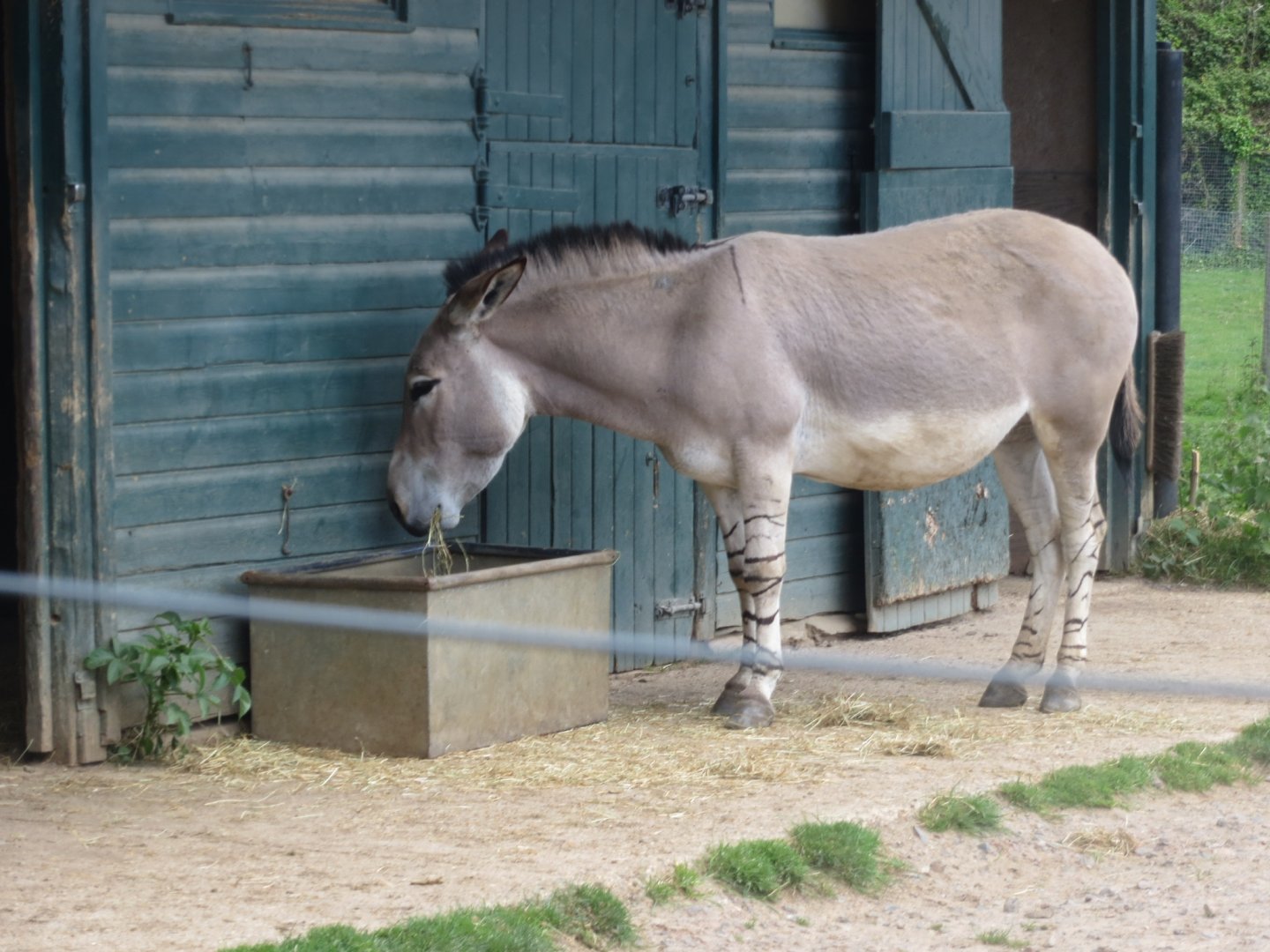 Somali wild ass 110519