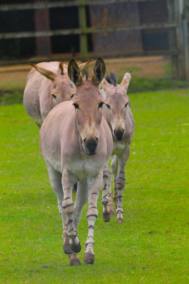 Somali Wild Ass- 11th June 2024