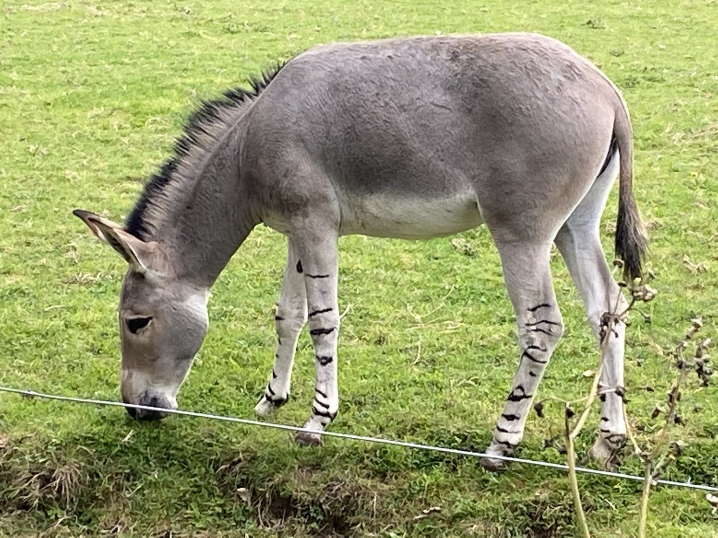 Somali wild ass 120821