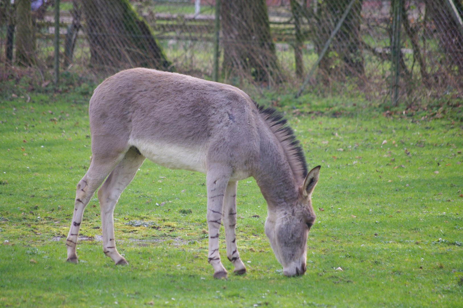 Somali Wild Ass- 19/2/2024