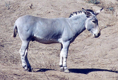 Somali wild ass 1995