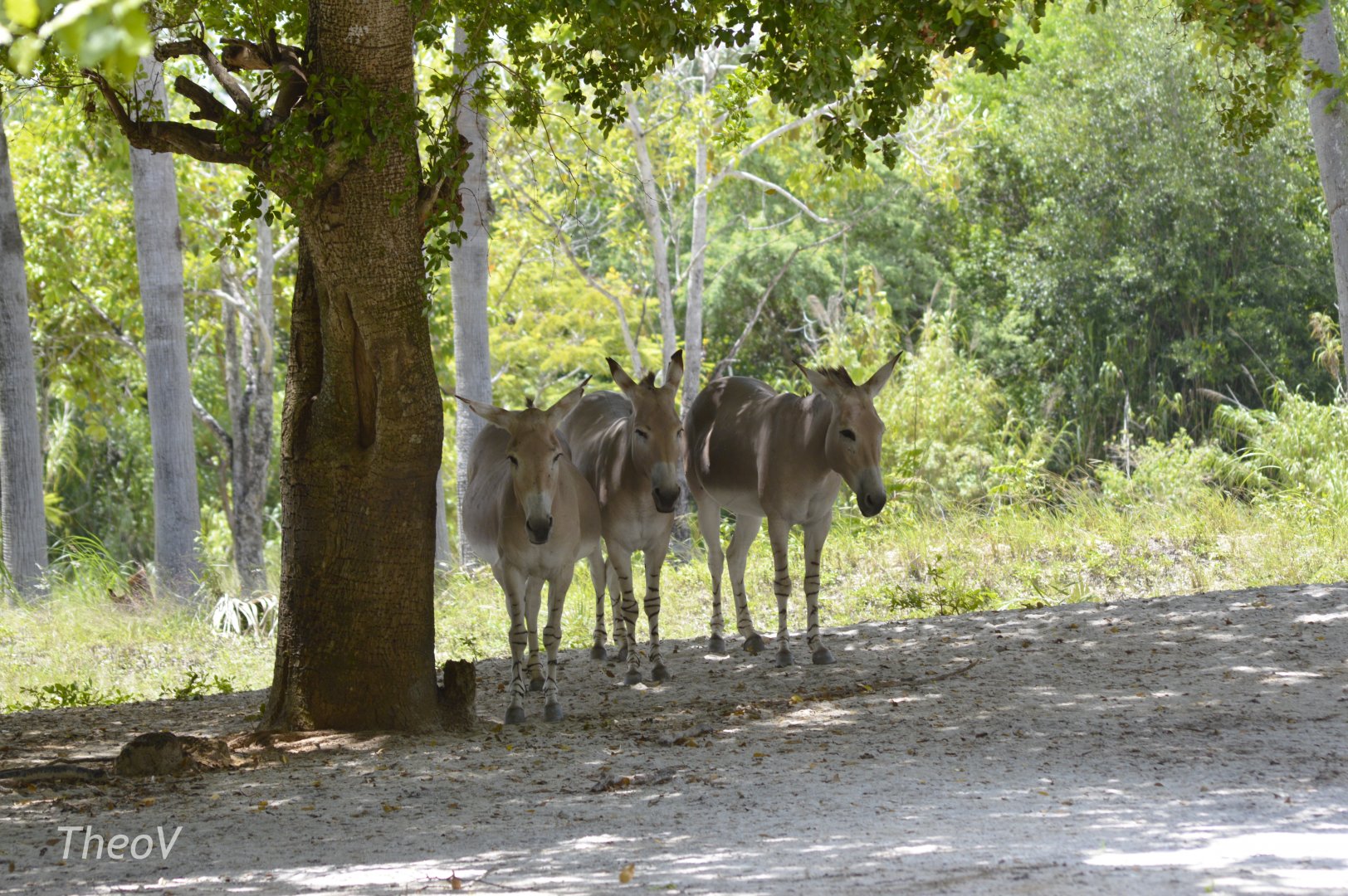 Somali wild ass [2017]