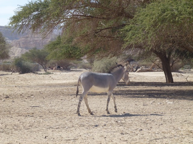 Somali wild ass 23.4.13