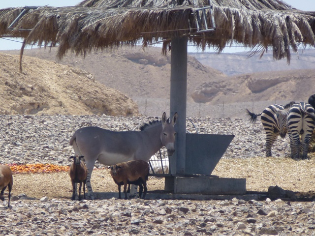 Somali wild ass 23.4.13