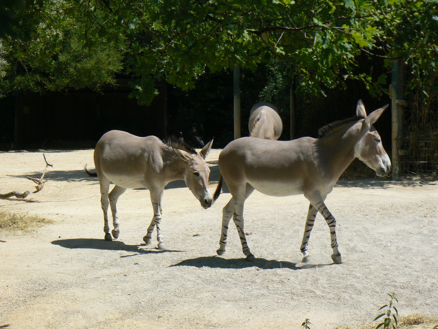 Somali Wild Ass - 27 June 2018