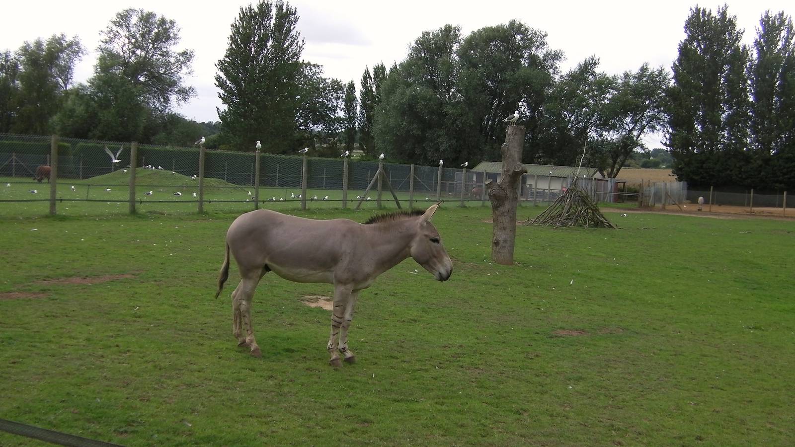 Somali Wild Ass - 29.07.2011