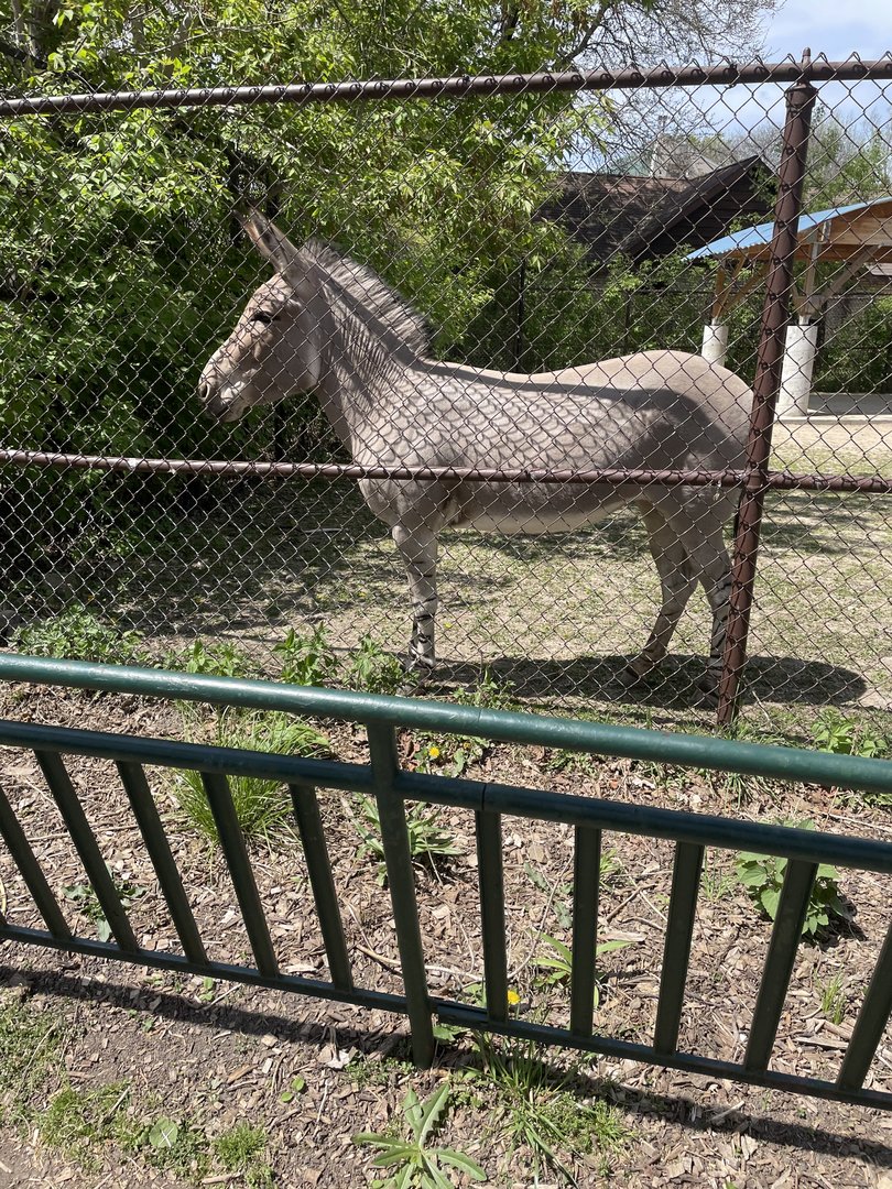 Somali Wild Ass (5/2/21)