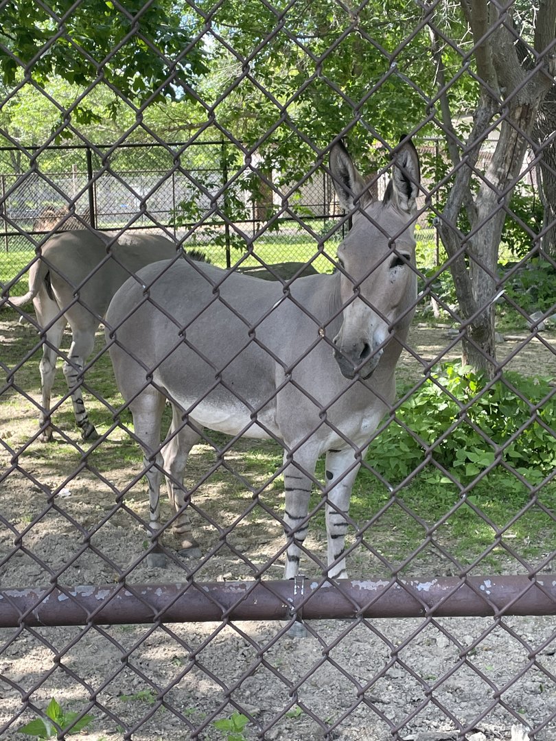 Somali Wild Ass (5/26/21)