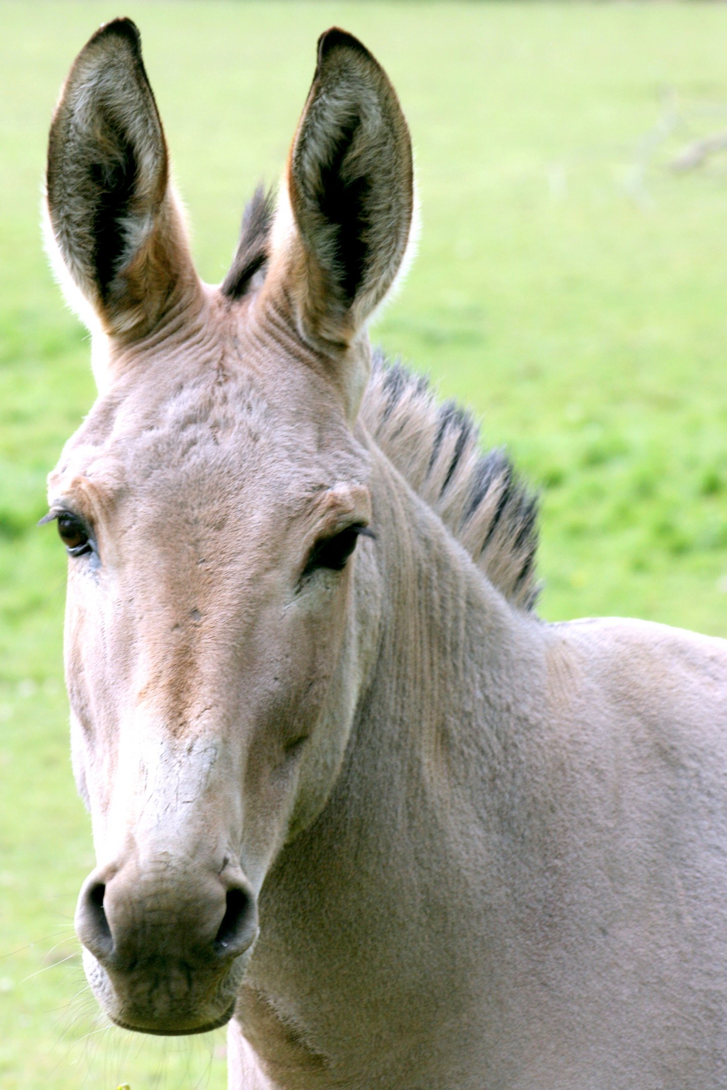 Somali wild ass; Africa Alive; 1st May 2017