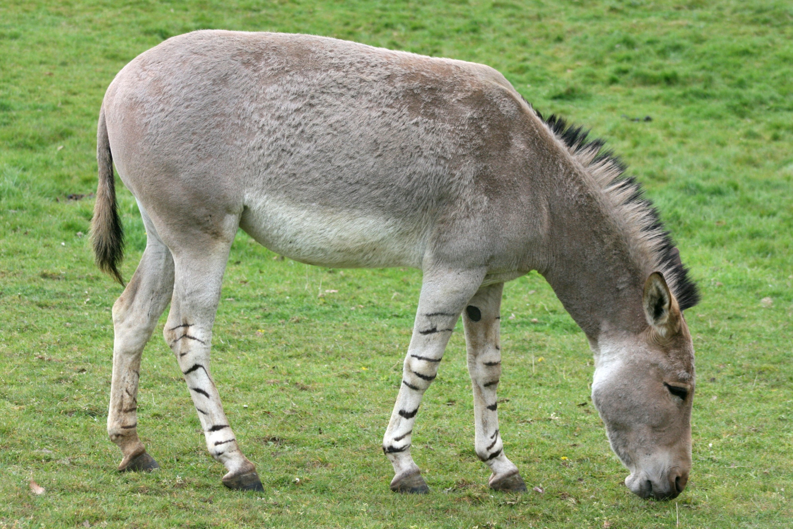 Somali wild ass; Africa Alive; 1st May 2017