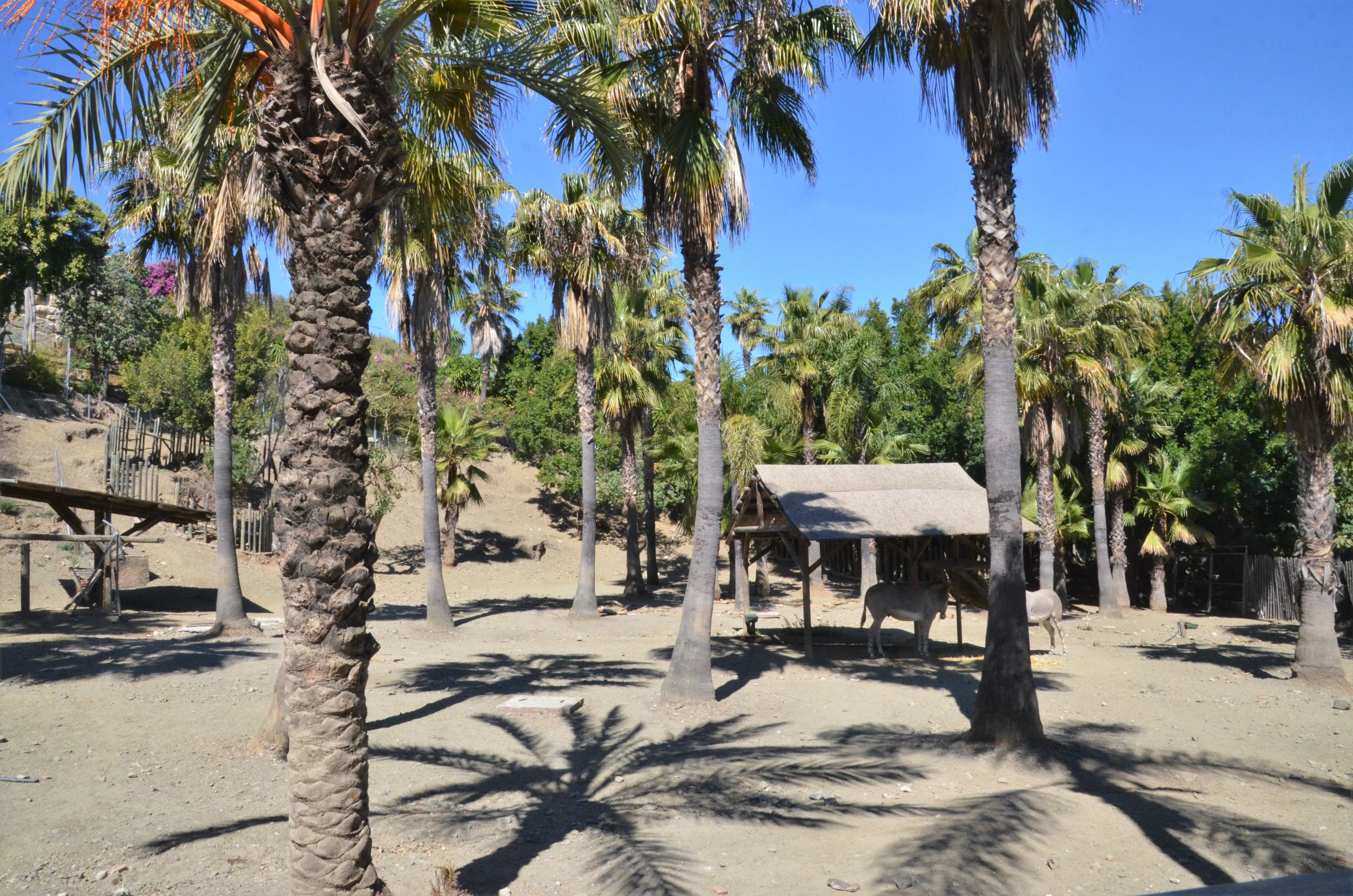 Somali Wild Ass and Cuvier's Gazelle Enclosure at Selwo Aventura, 13/03/19