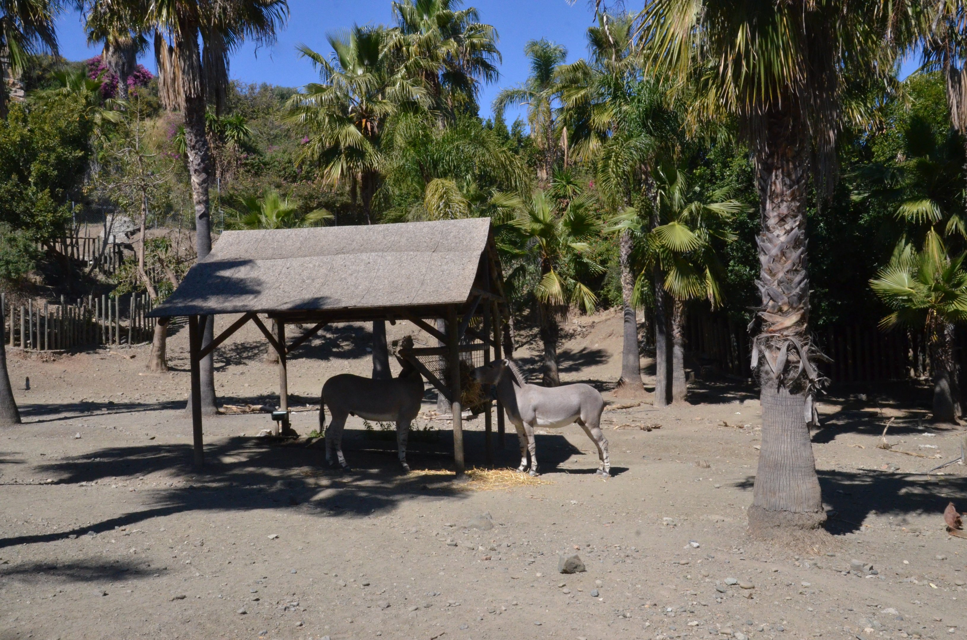 Somali Wild Ass and Cuvier's Gazelle Enclosure at Selwo Aventura, 13/03/19