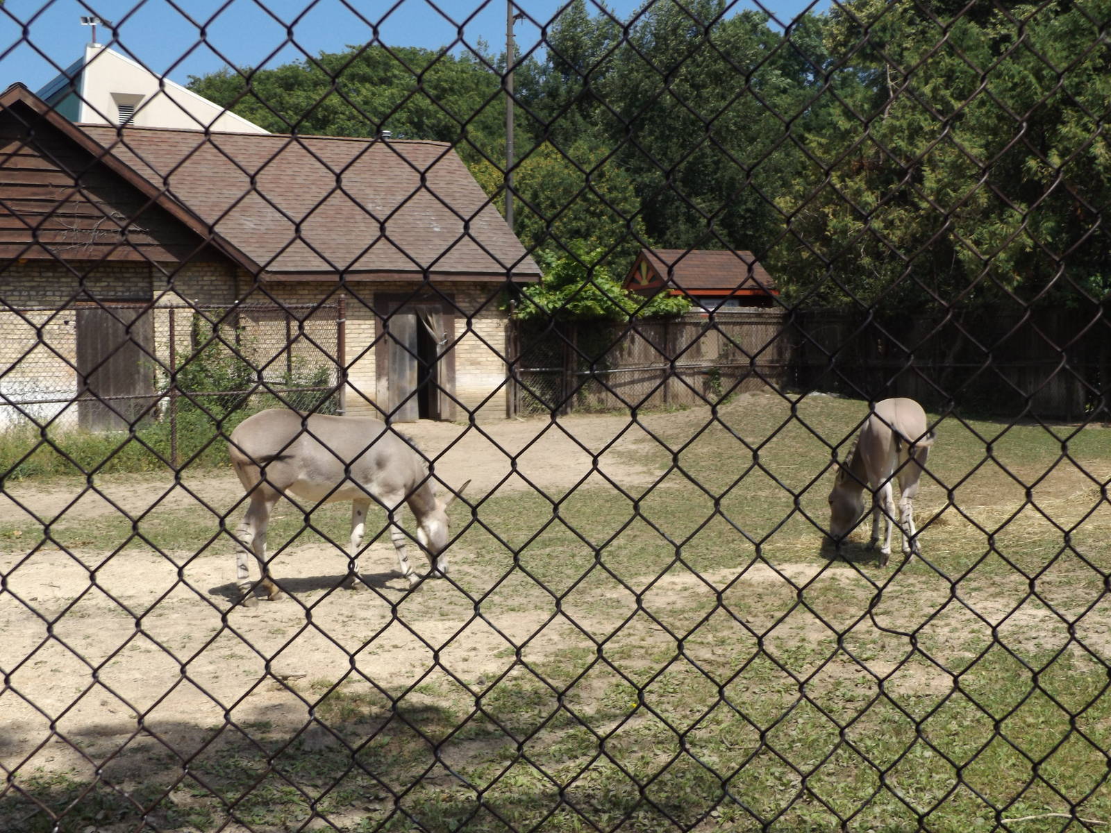 Somali Wild Ass and Exhibit