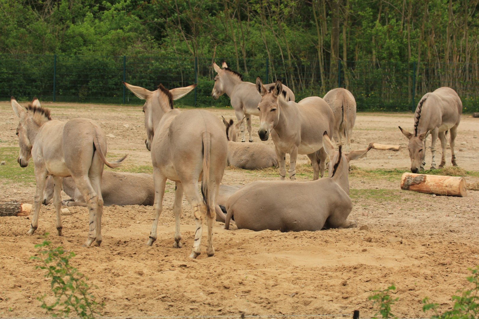 Somali wild ass (April 2018)