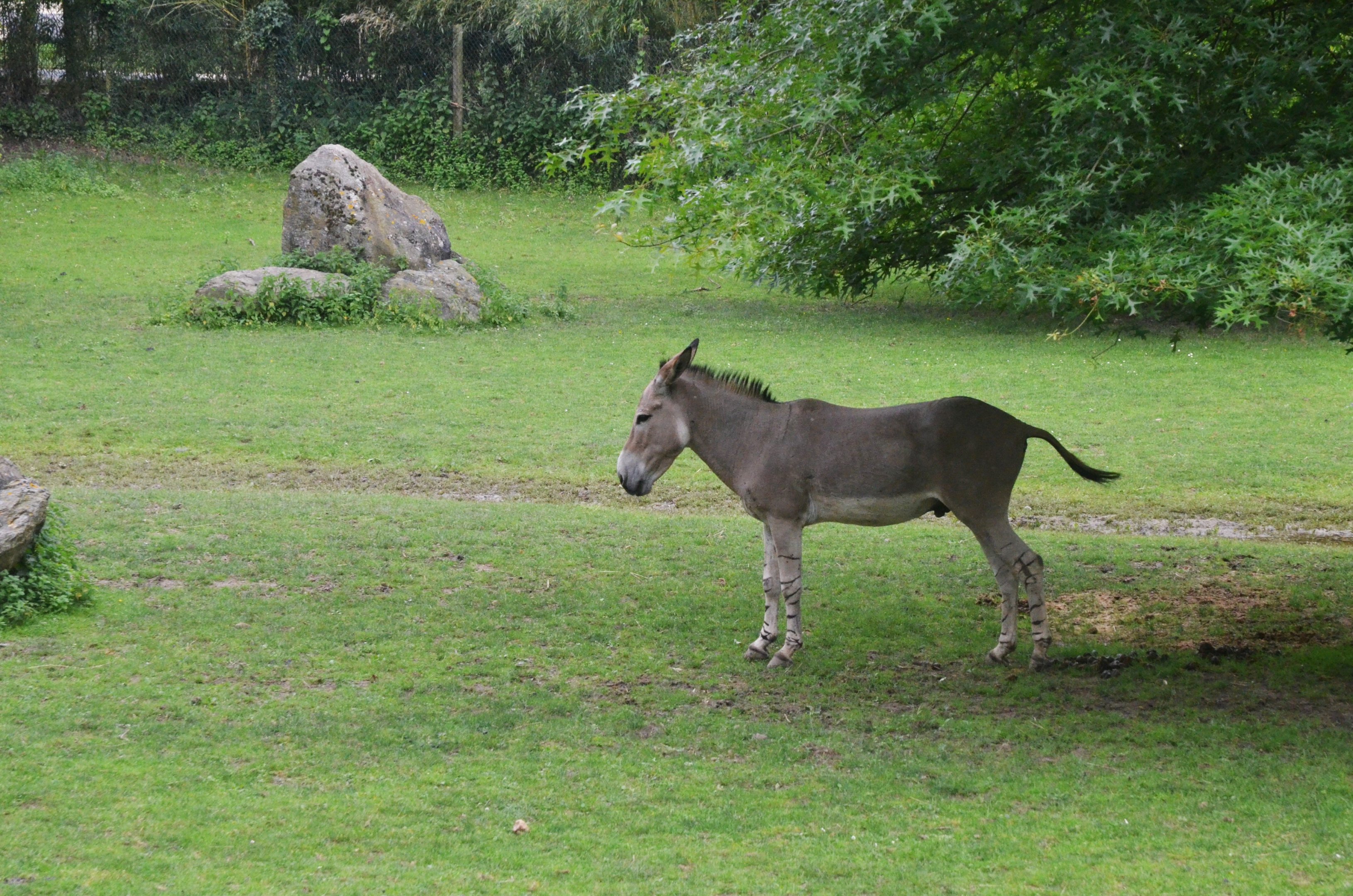 Somali Wild Ass at Beauval, 12/06/18