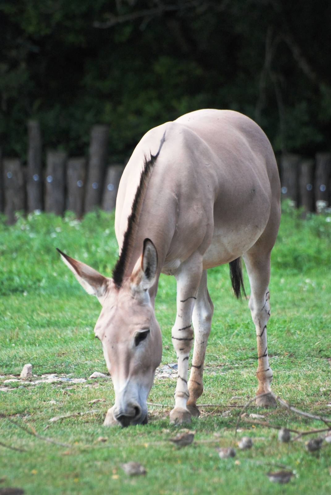 Somali Wild Ass at Dvur Kralove, 27/08/12