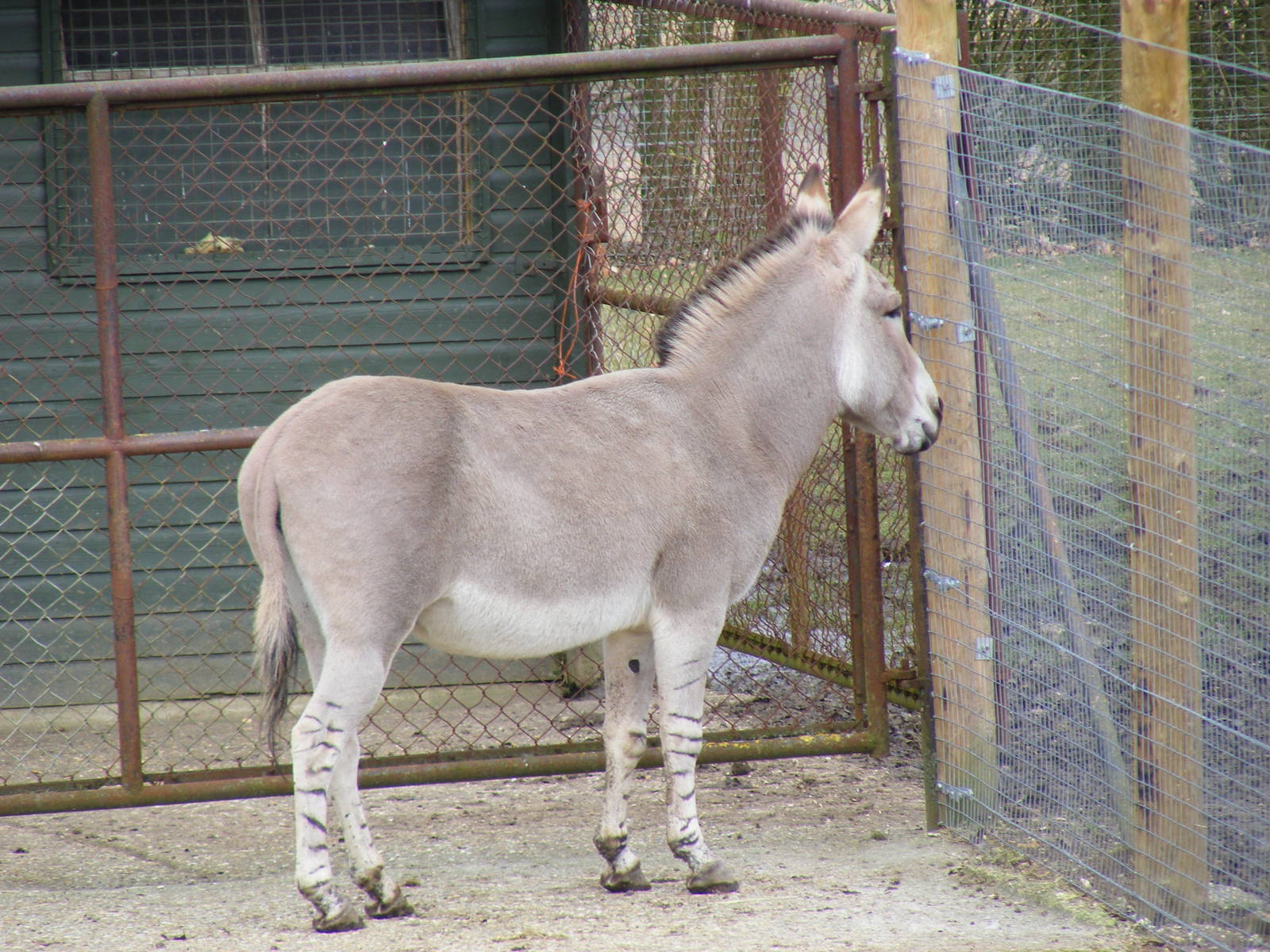 Somali wild ass at Marwell Wildlife, 6 March 2010