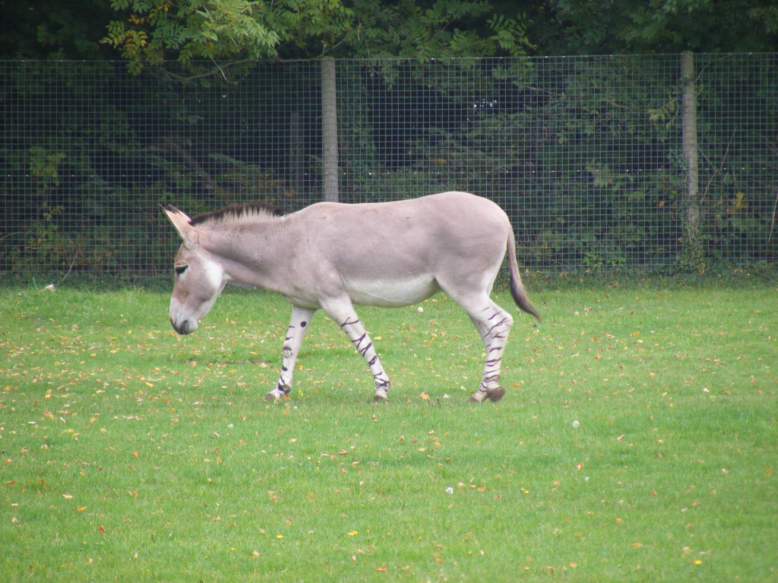 Somali wild ass at Marwell Wildlife, 9 October 2010