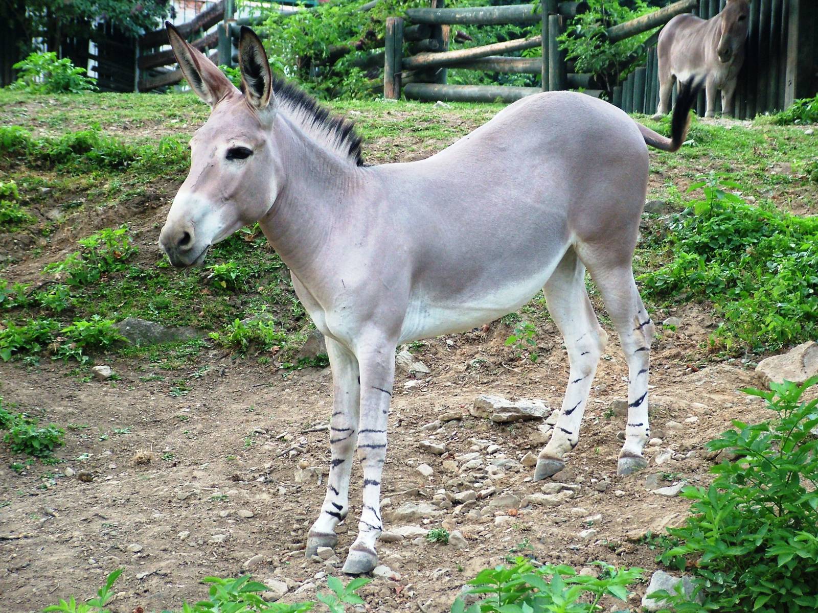 Somali Wild Ass at Usti, 29/08/12