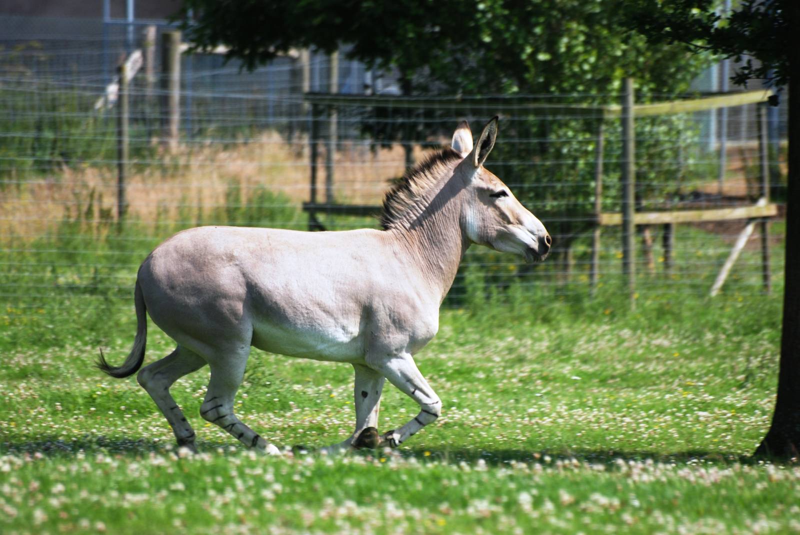Somali Wild Ass at Woburn, 22/07/12