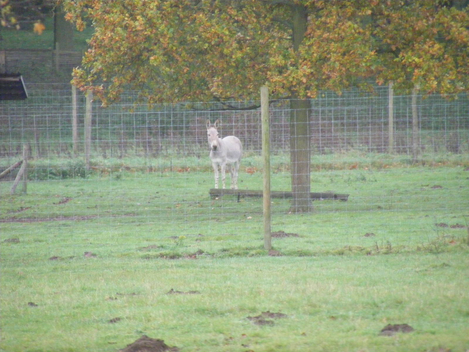 Somali wild ass at Woburn Safari Park, 14 November 2010