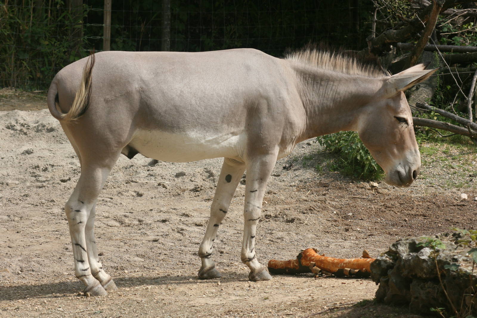 Somali wild ass; Basle Zoo; 26th August 2009