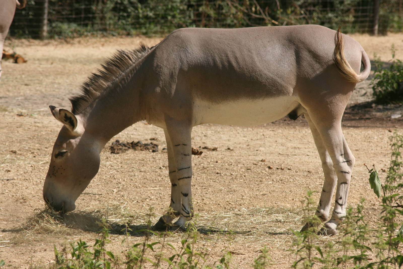 Somali wild ass; Basle Zoo; 27th August 2009