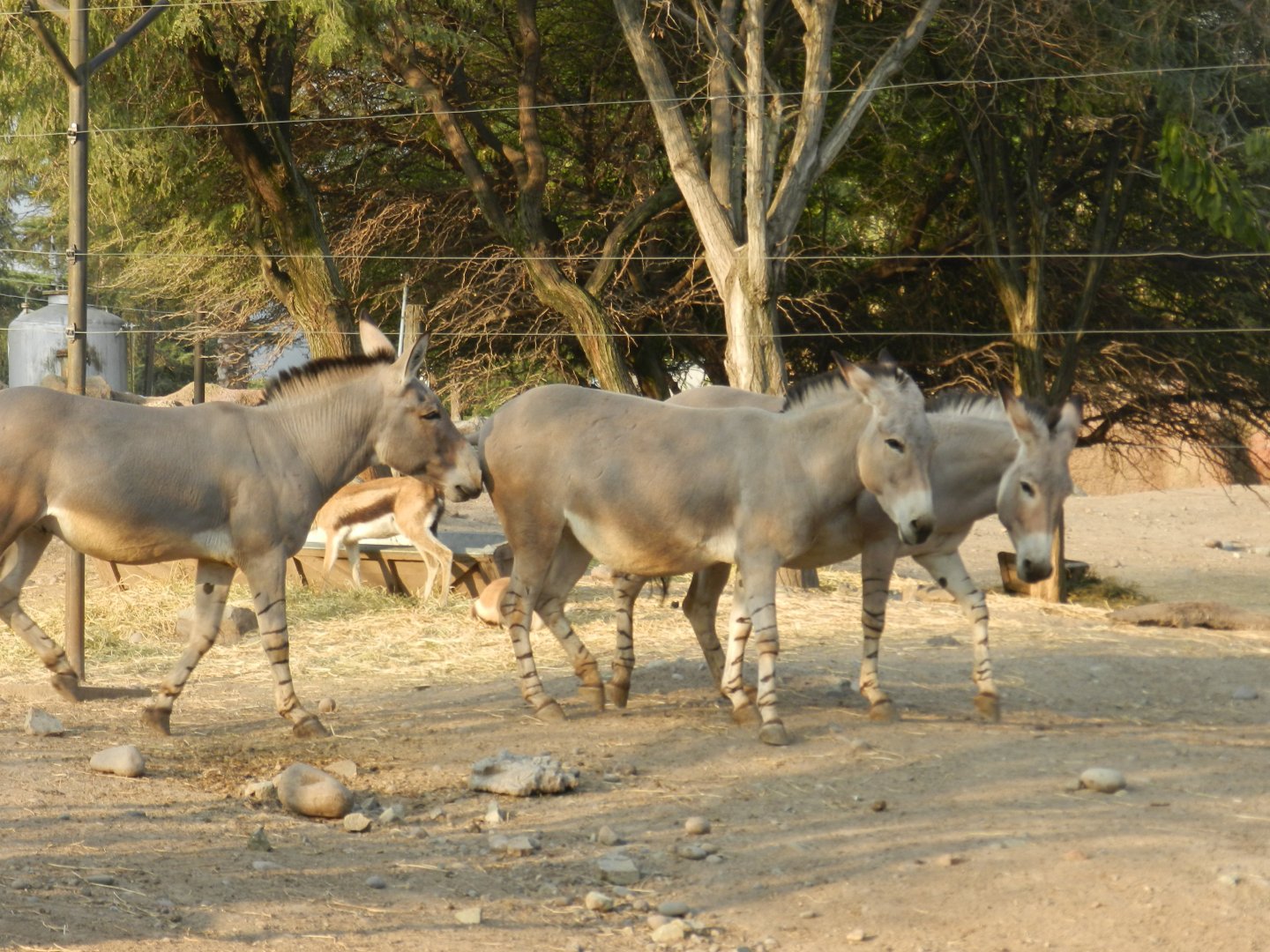 Somali wild ass - Buin zoo