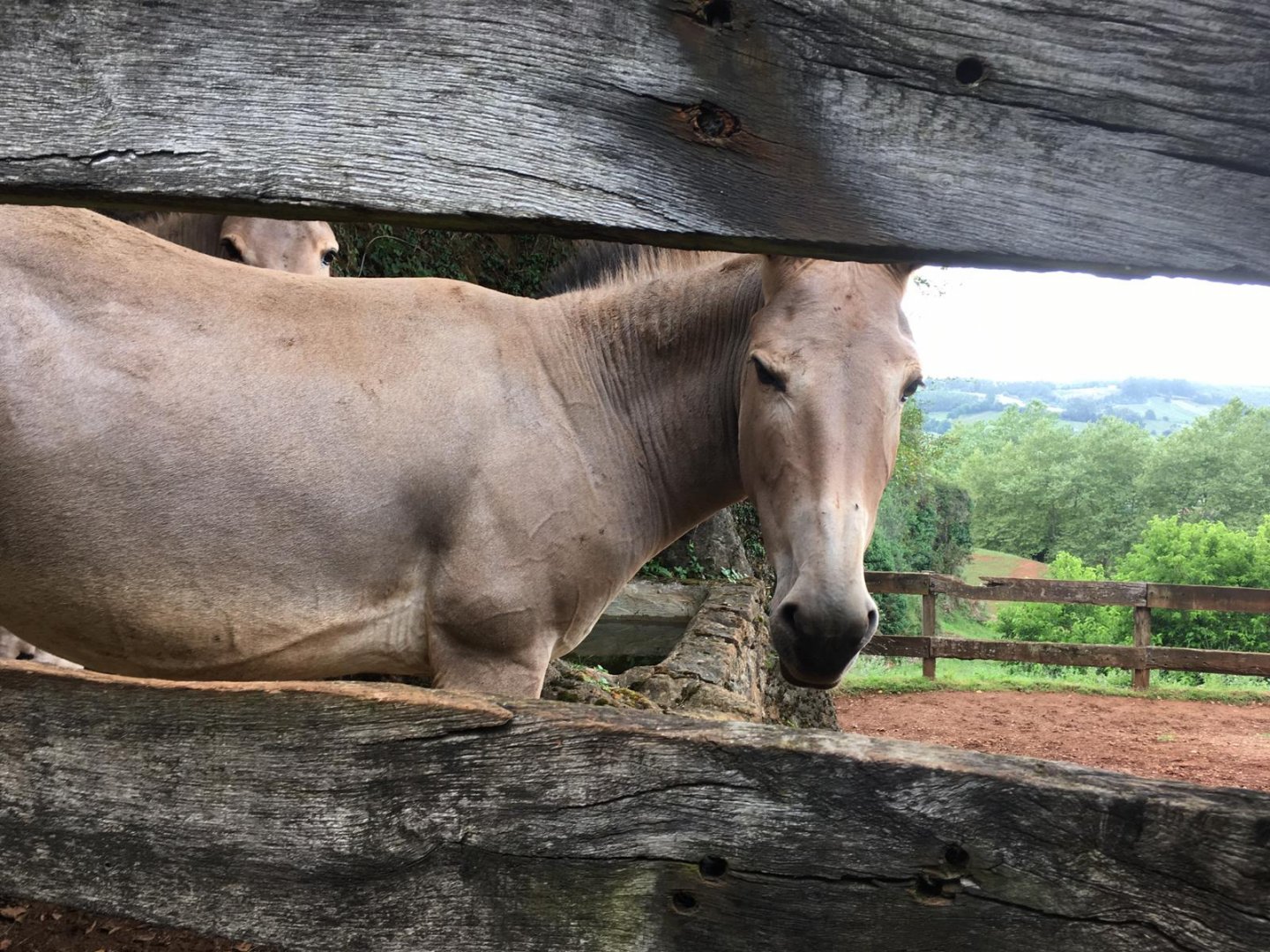 Somali wild ass-Cabarceno 2019