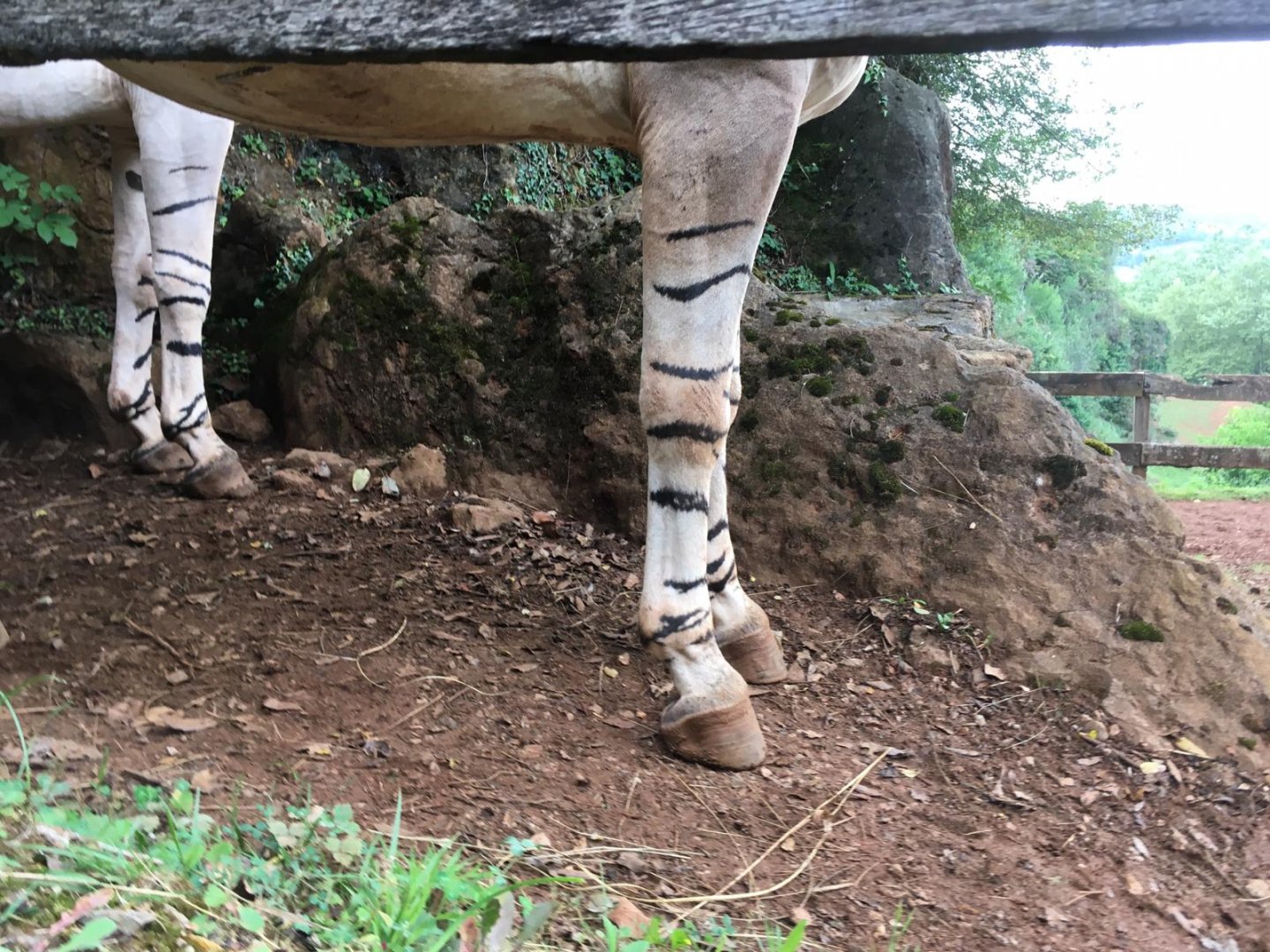 Somali wild ass-Cabarceno 2019