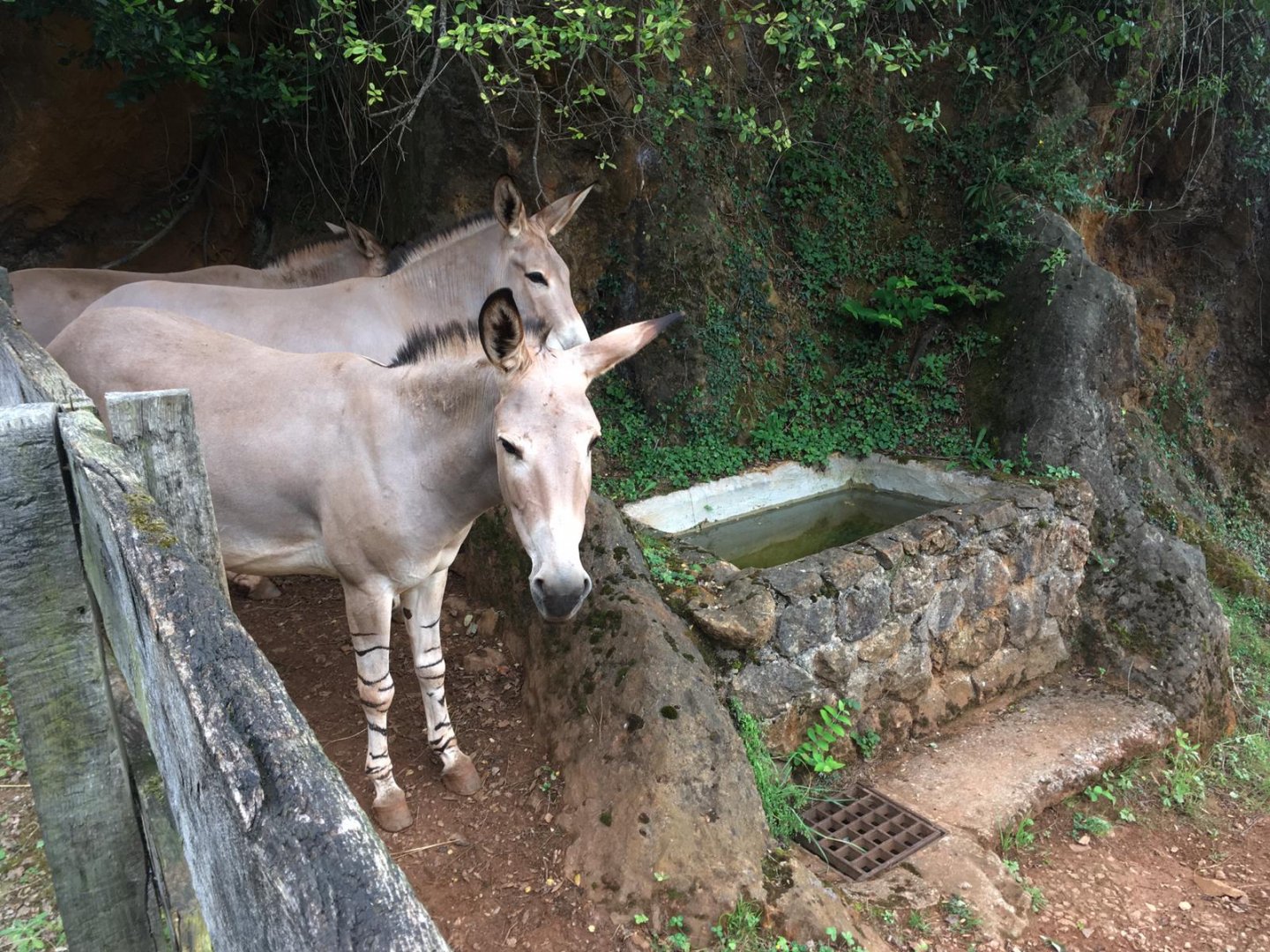 Somali wild ass-Cabarceno 2019