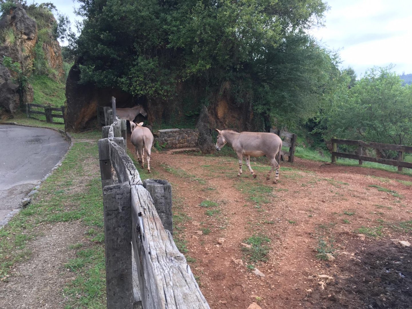 Somali wild ass-Cabarceno 2019