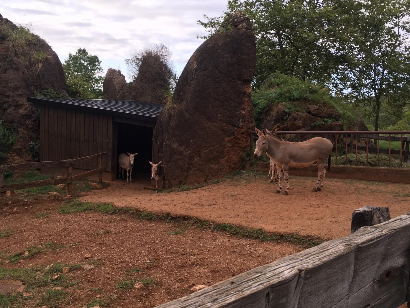 Somali wild ass-Cabarceno 2019