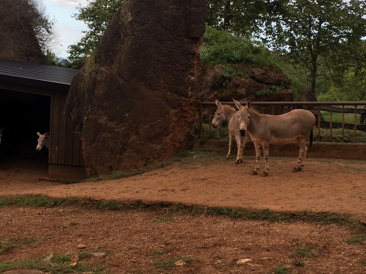 Somali wild ass-Cabarceno 2019