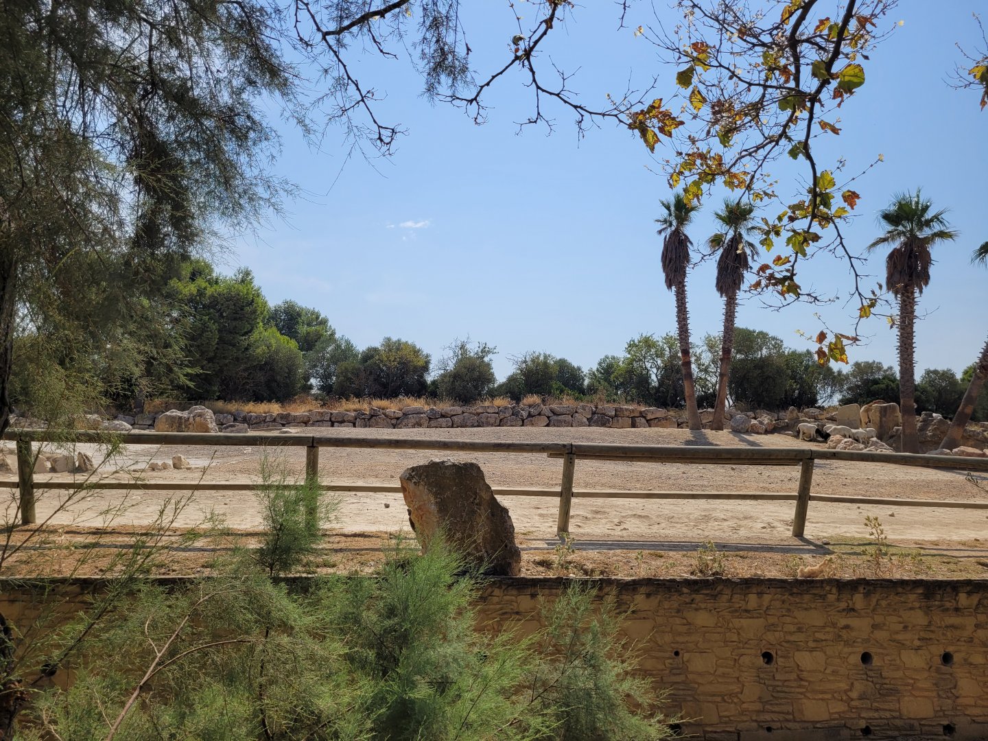 Somali wild ass, Dromedary and Somali sheep exhibit -Réserve Africaine de Sigean (2022)