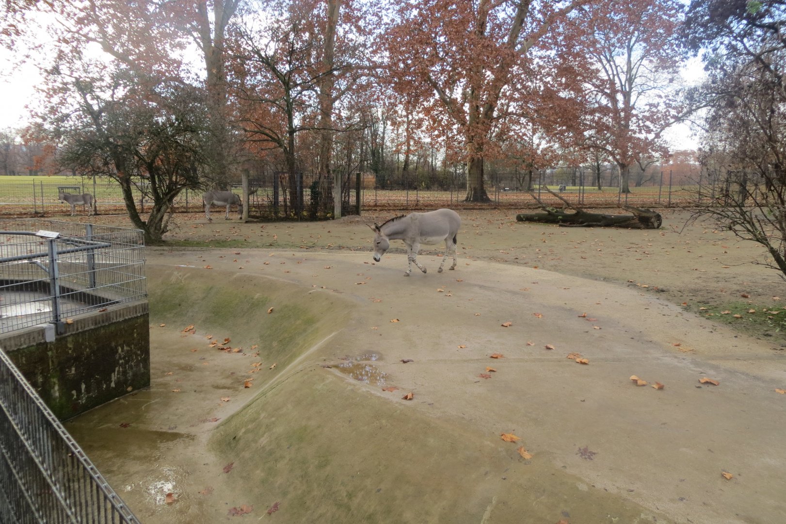 Somali wild ass enclosure 011218