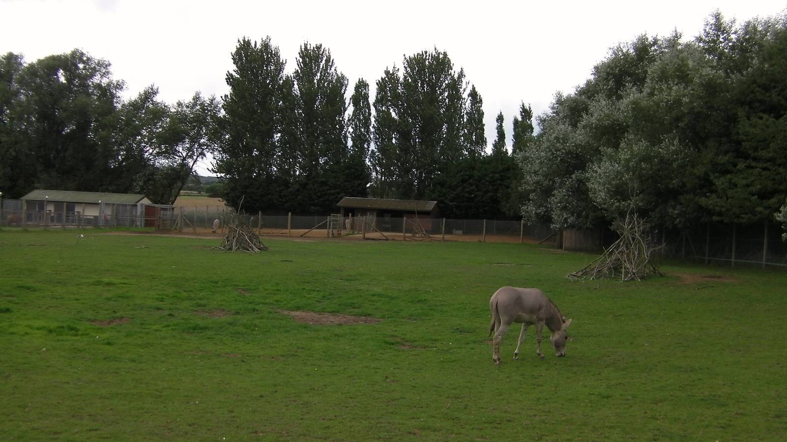 Somali Wild Ass Enclosure  - 29.07.2011