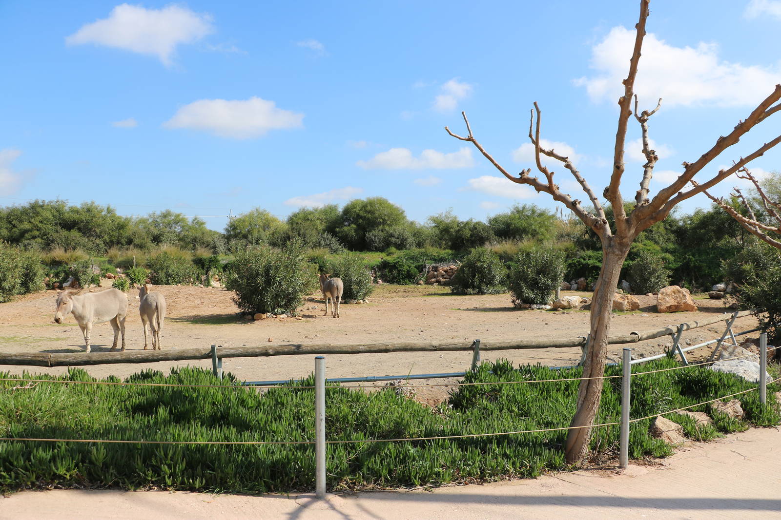 Somali wild ass enclosure, February 2016
