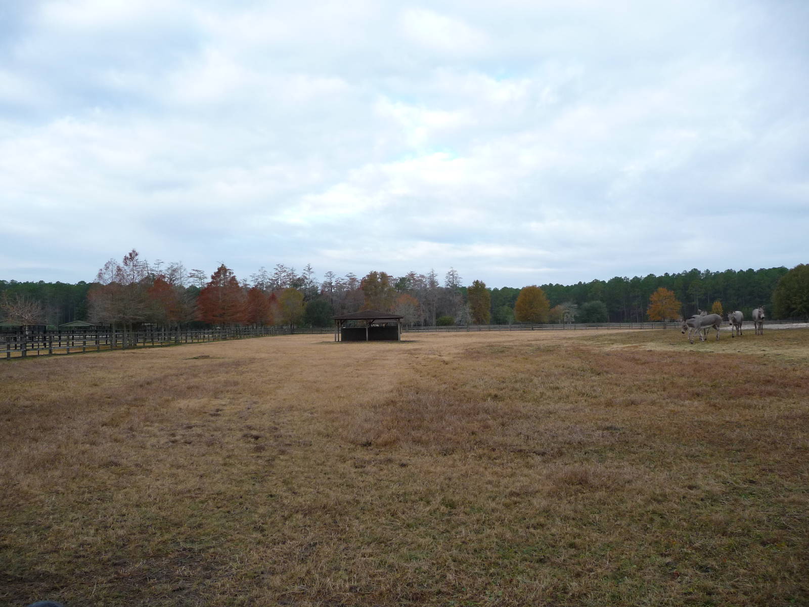 Somali Wild Ass Enclosure