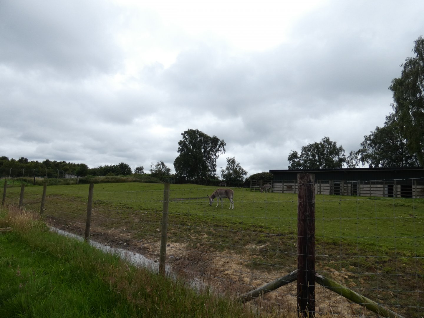 Somali Wild Ass enclosure