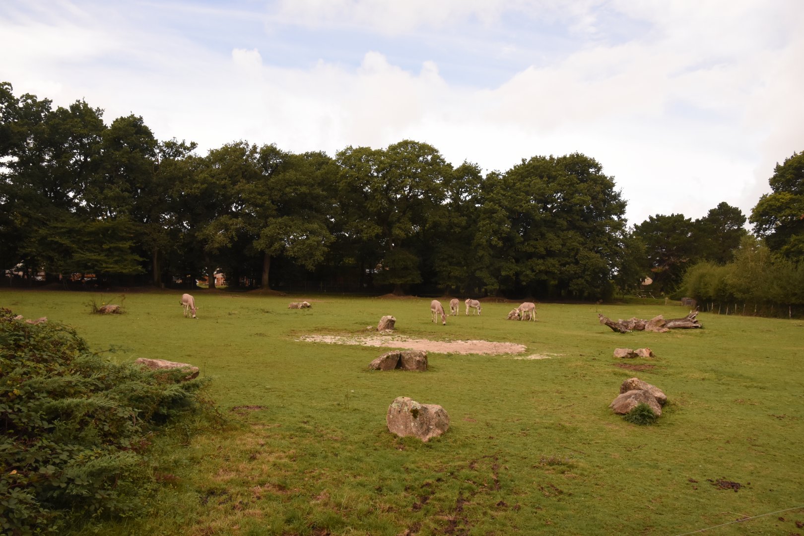 Somali Wild Ass enclosure