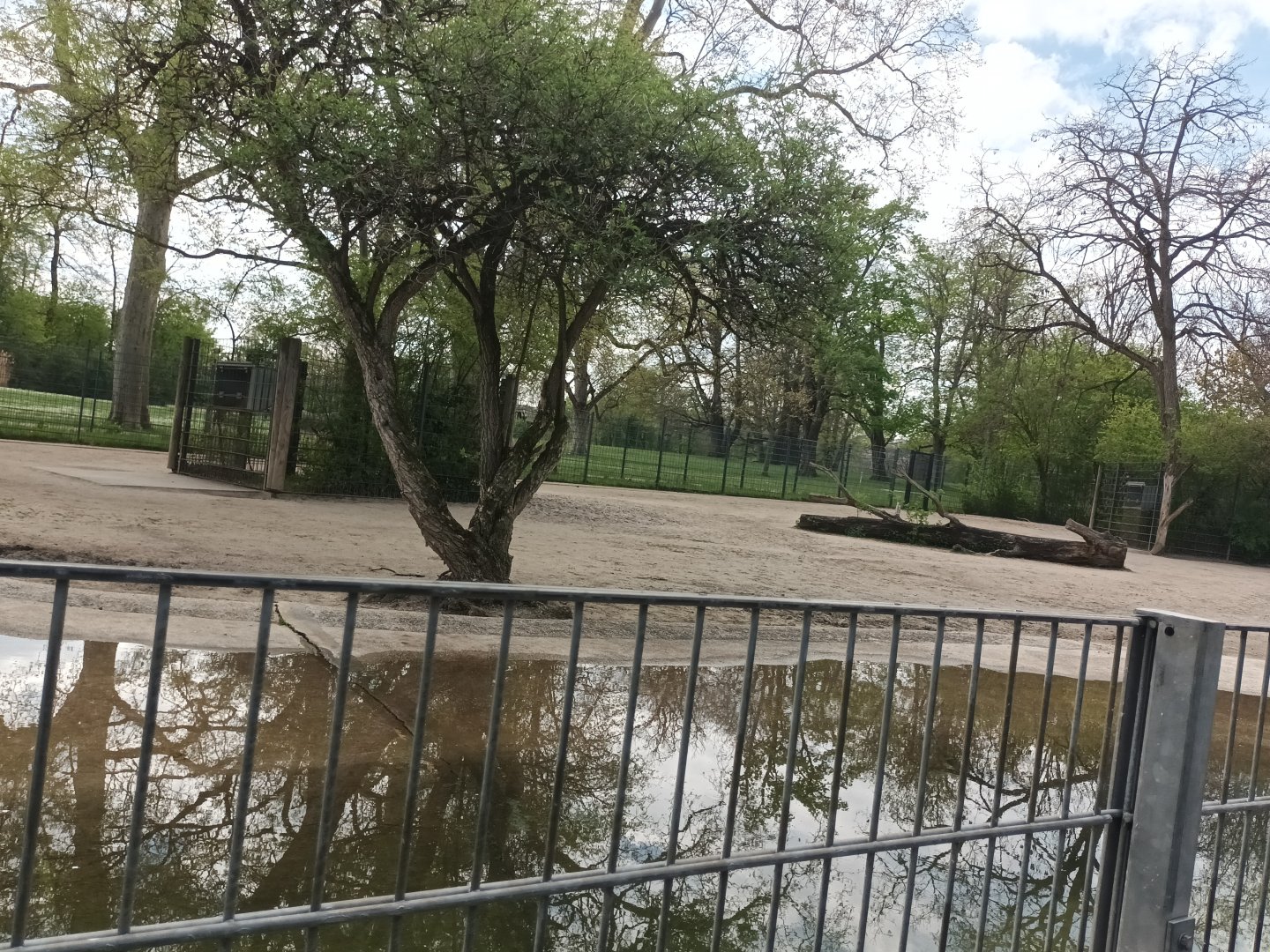 Somali wild Ass Enclosure