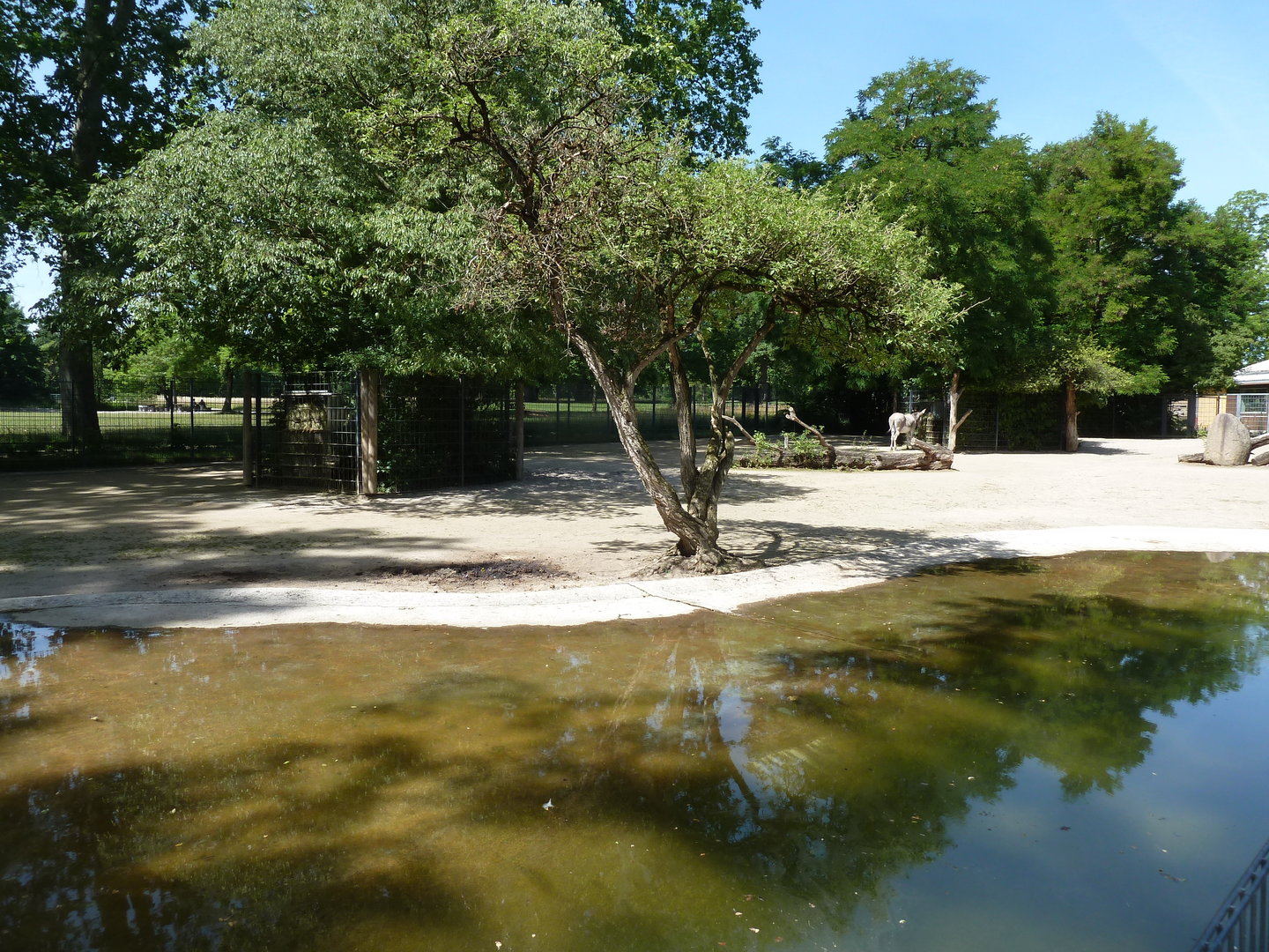 Somali wild ass enclosure