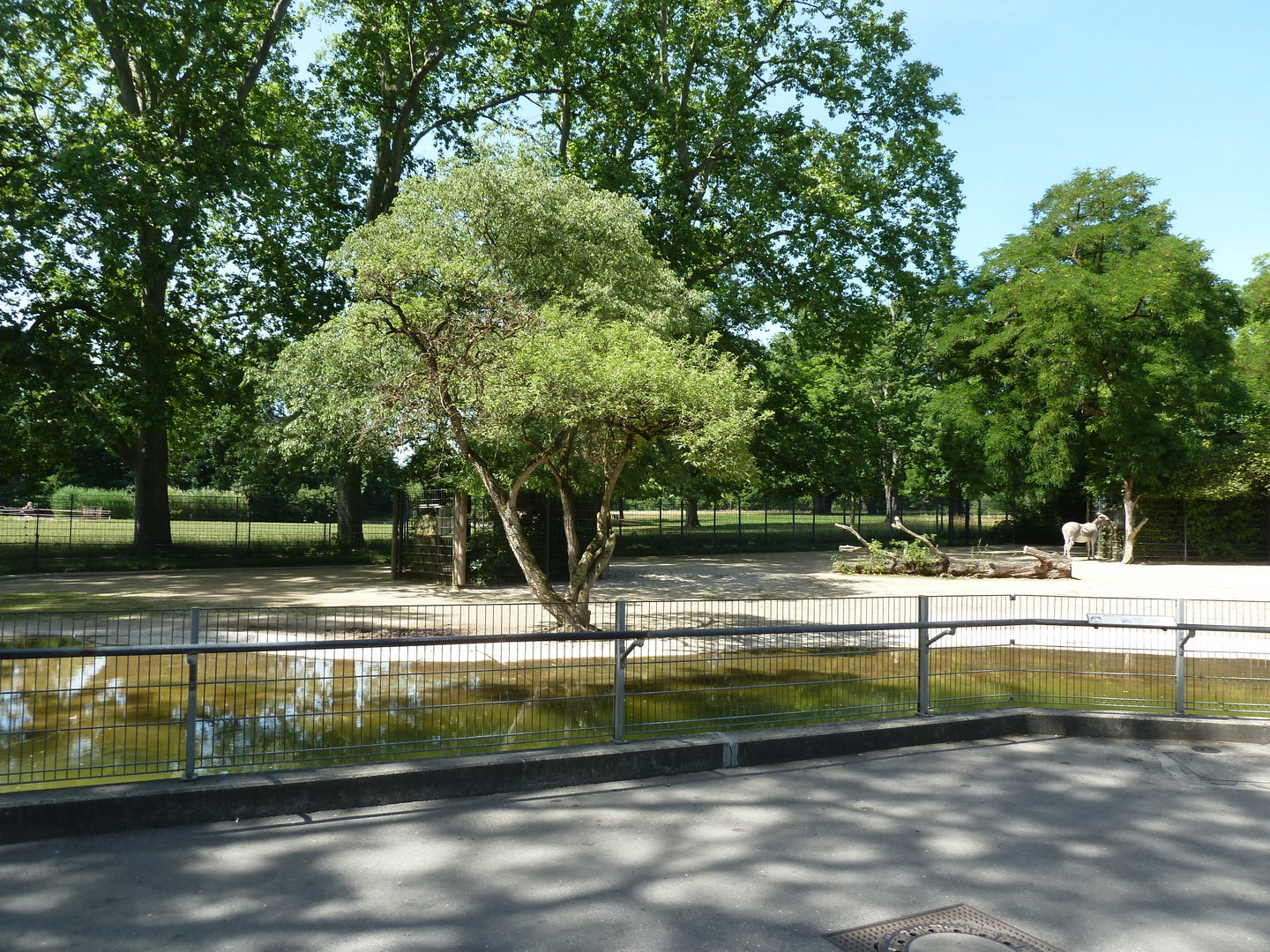 Somali wild ass enclosure