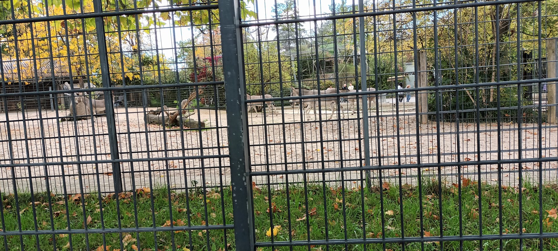 Somali Wild Ass Enclosure