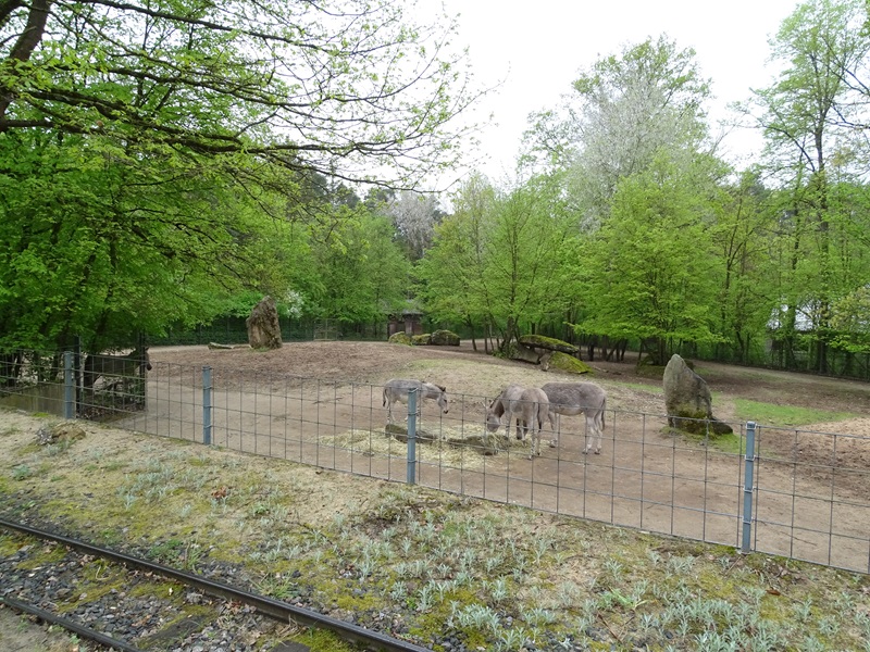 Somali wild ass enclosure