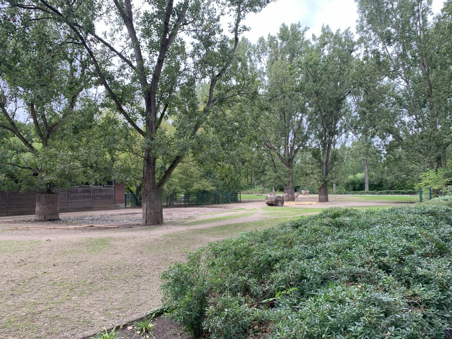 Somali Wild Ass enclosure