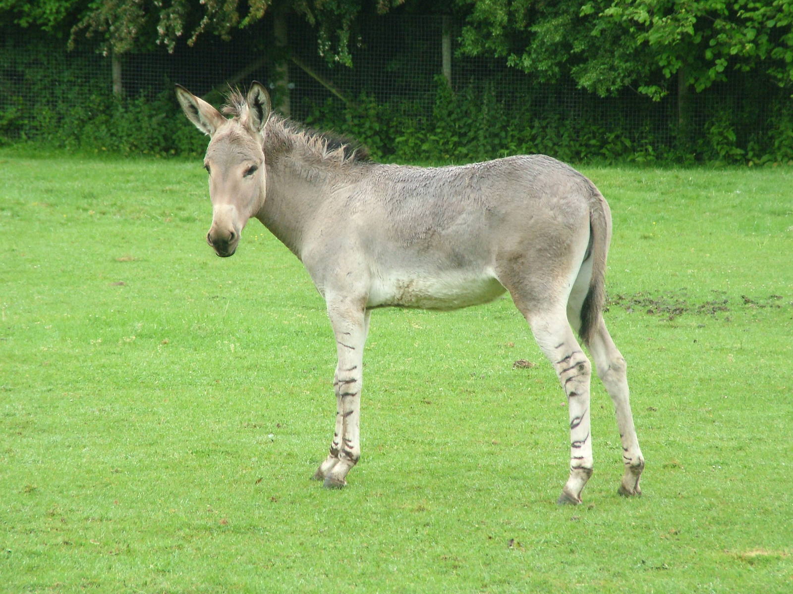 Somali Wild Ass (Equus africanus somalicus) at Marwell Zoo Park, May 2008