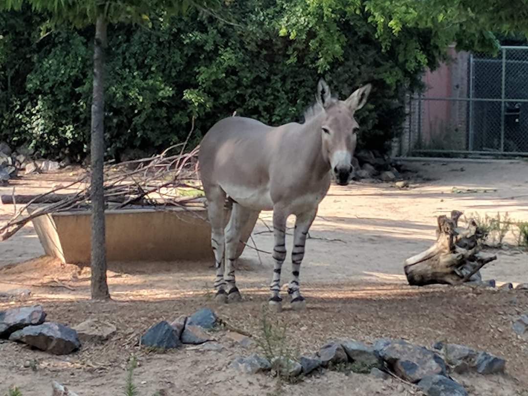Somali wild ass (Equus africanus somalicus)