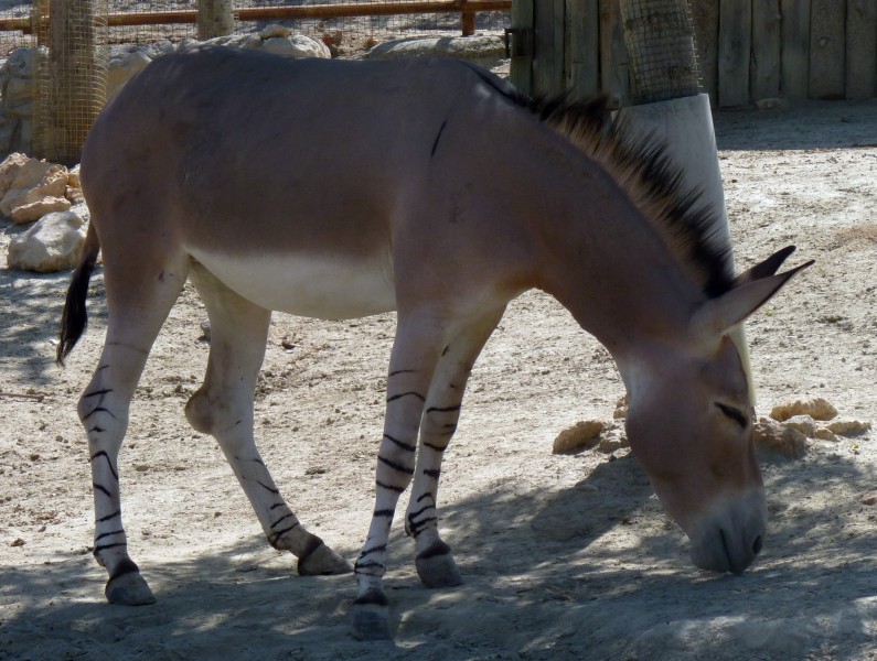 Somali wild ass (Equus africanus somalicus)